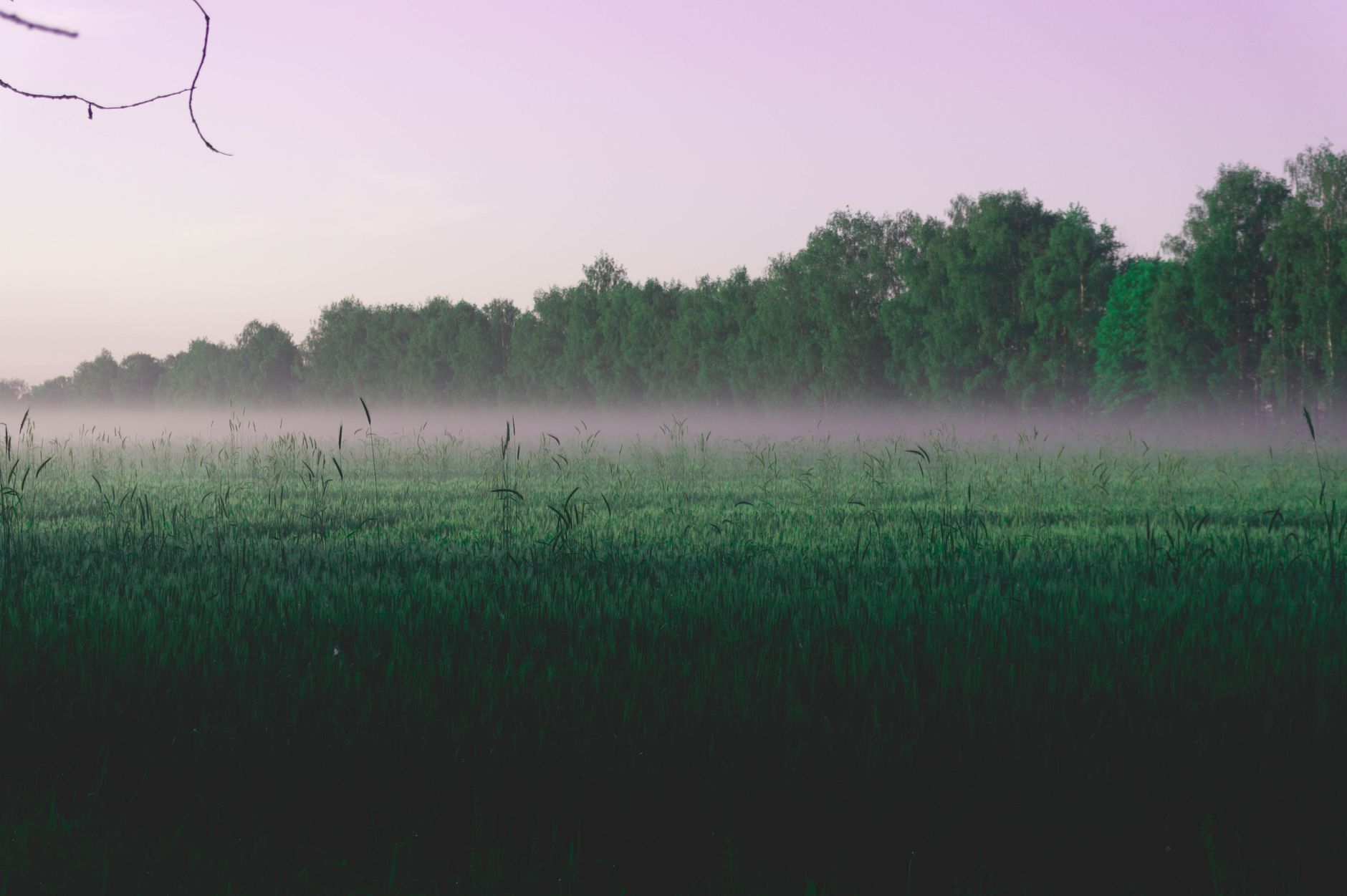 Les parcelles de Terre Brute dans la brume d'un matin de Pays d'Auge